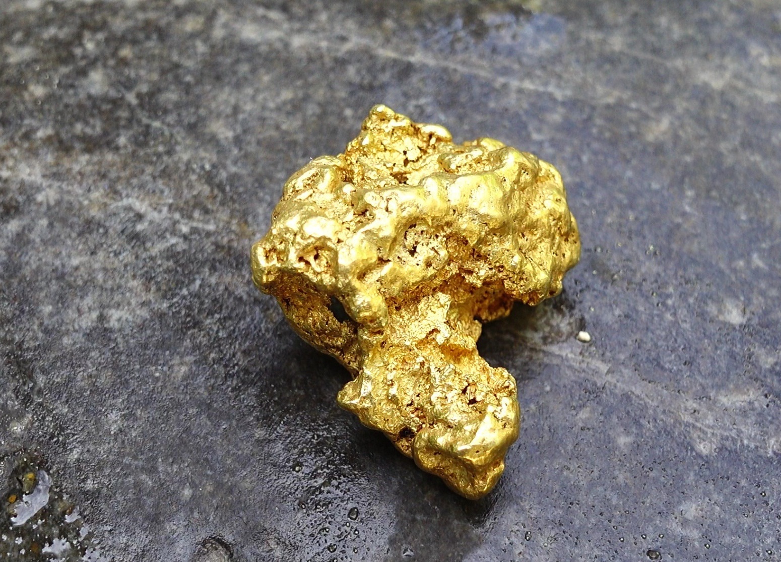 Large Gold Nugget sought after during the Gold Rush